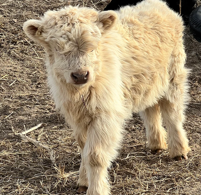 miniature highland cow, micro highland cow, mini highland cow, highland cow for sale, mini highland cow for sale near me, micro highland cows for sale, mini highland cows for sale