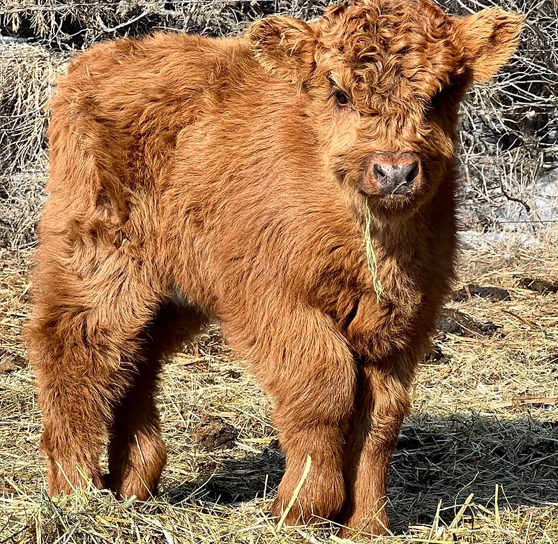 miniature highland cow, micro highland cow, mini highland cow, highland cow for sale, mini highland cow for sale near me, micro highland cows for sale, miniature highland cow for sale, mini highland cows for sale